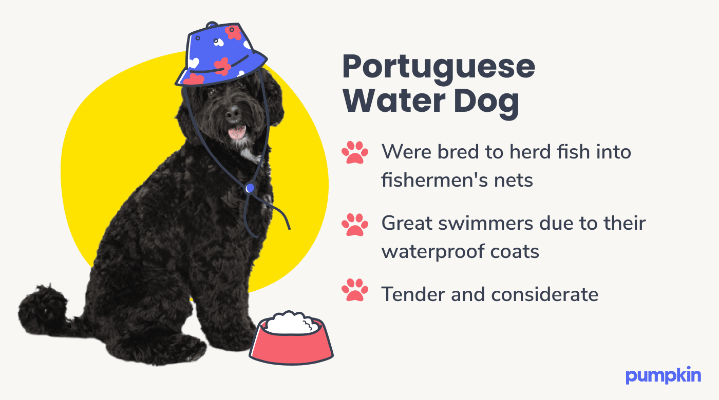 Photograph of a portuguese water dog wearing a patterned bucket hat alongside key facts about them