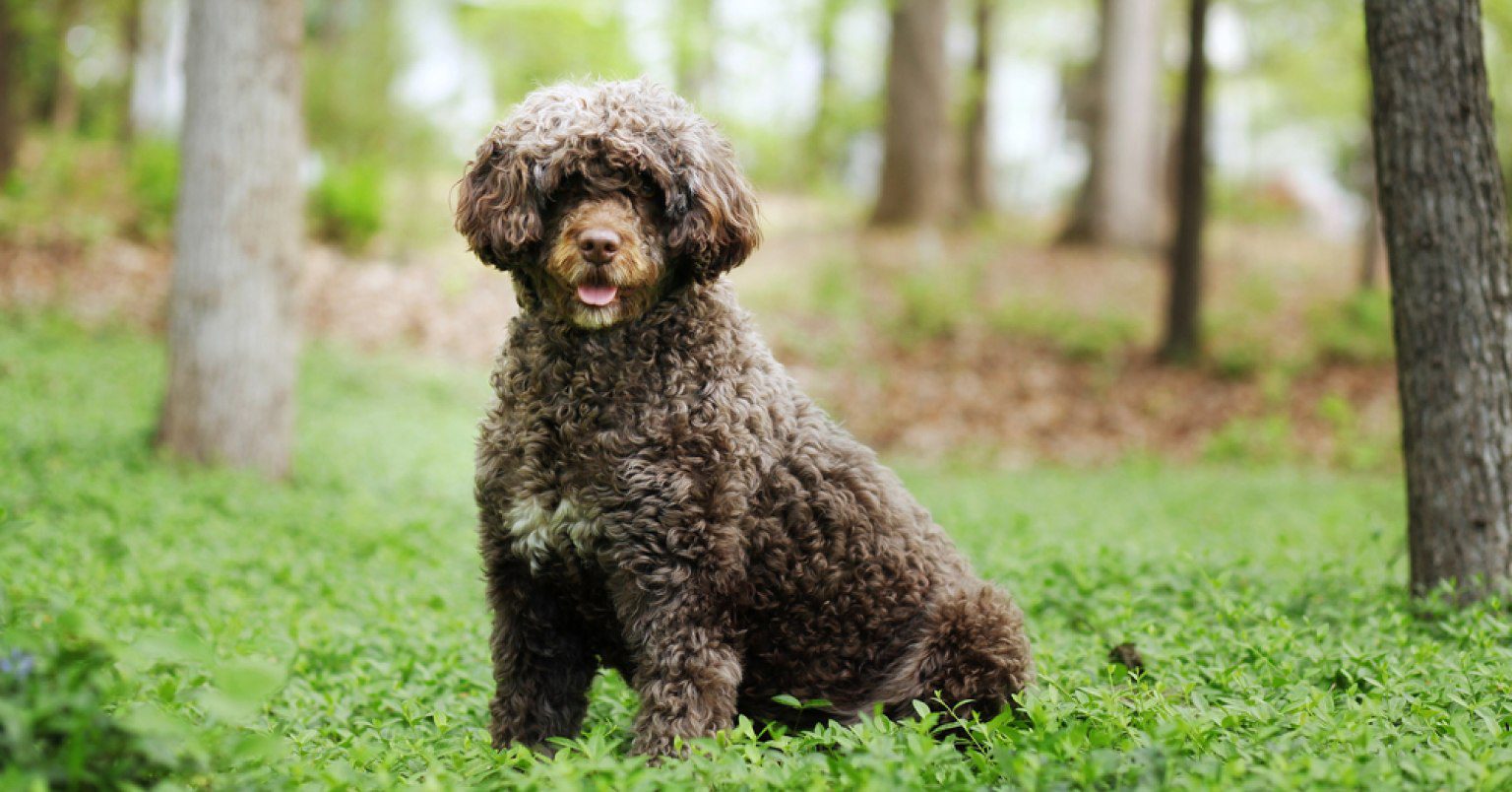 Photograph of a Portuguese Water Dog in the woods