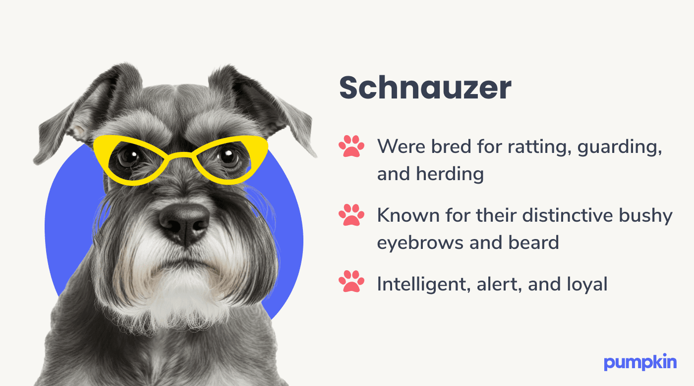 Photograph of a schnauzer dog wearing yellow glasses and key facts about them