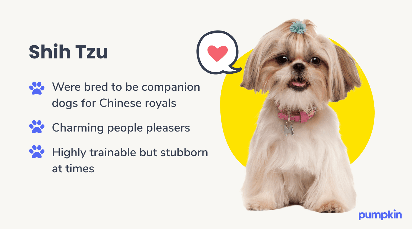 Photograph of a shih tzu dog with key facts about them
