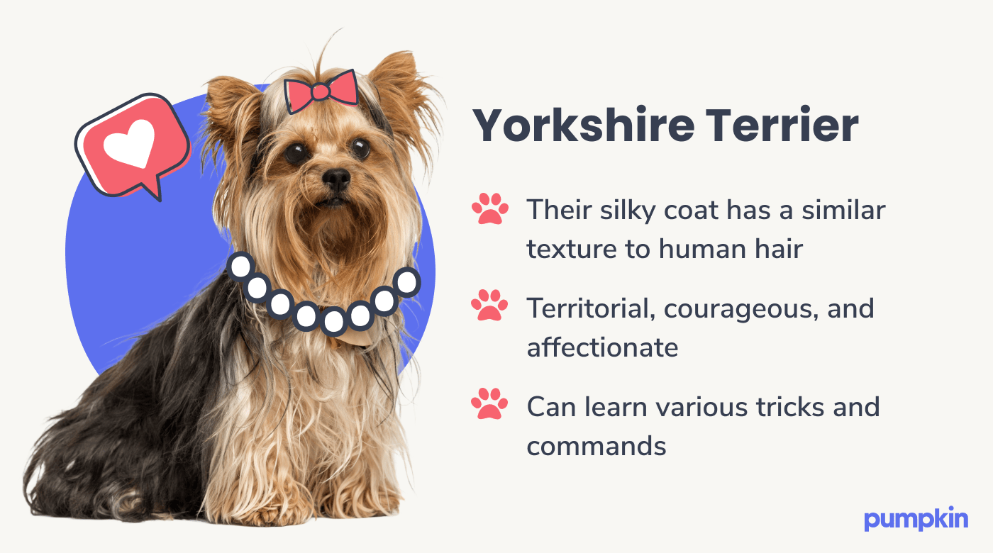 Photograph of a yorkshire terrier dog wearing a necklace and pink hair bow alongside key facts about them