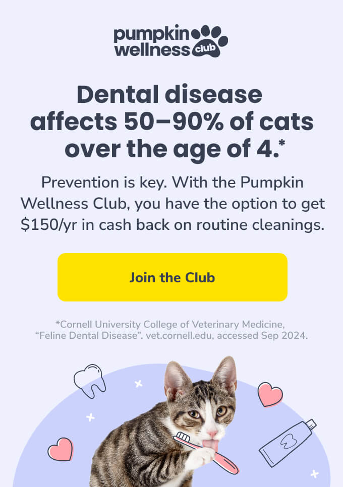 Dental disease affects 50-90% of cats over the age of 4. Click the image to learn more about how Pumpkin Wellness Club can help you get cash back on preventive dental care.
