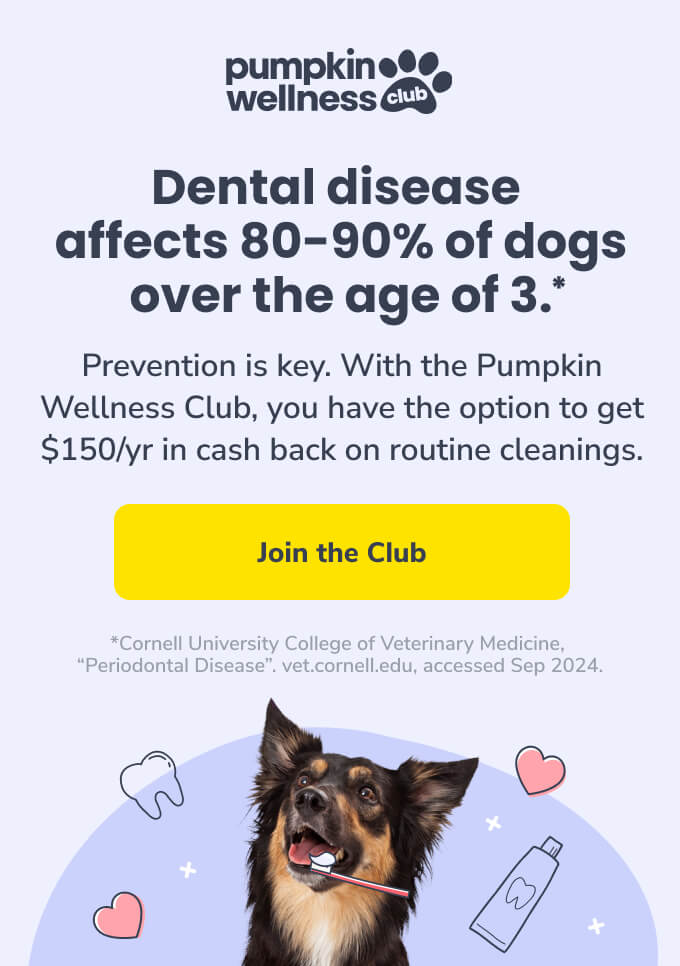 Dental disease affects 80-90% of dogs over the age of 3. Prevention is key. Click the image to learn more about Pumpkin Wellness Club.