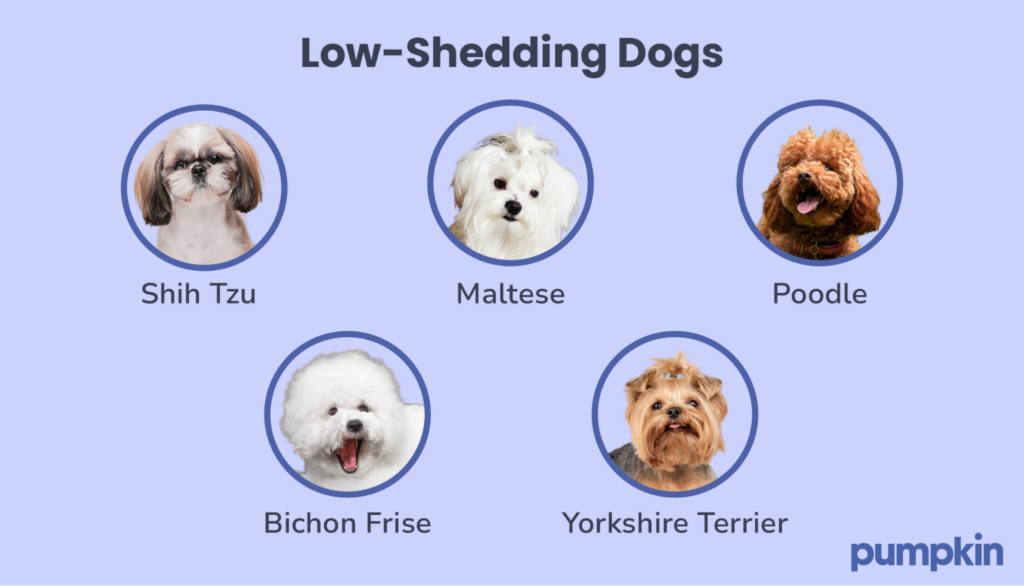An infographic showing low-shedding dog breeds