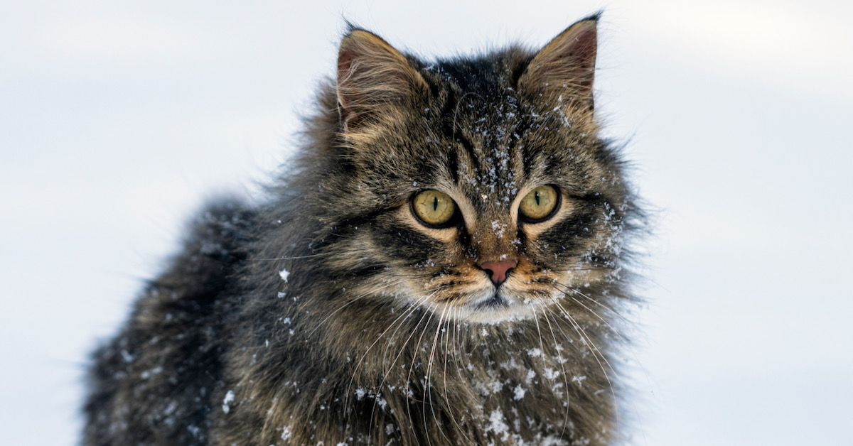 a gray cat with long hair makes their way through snow