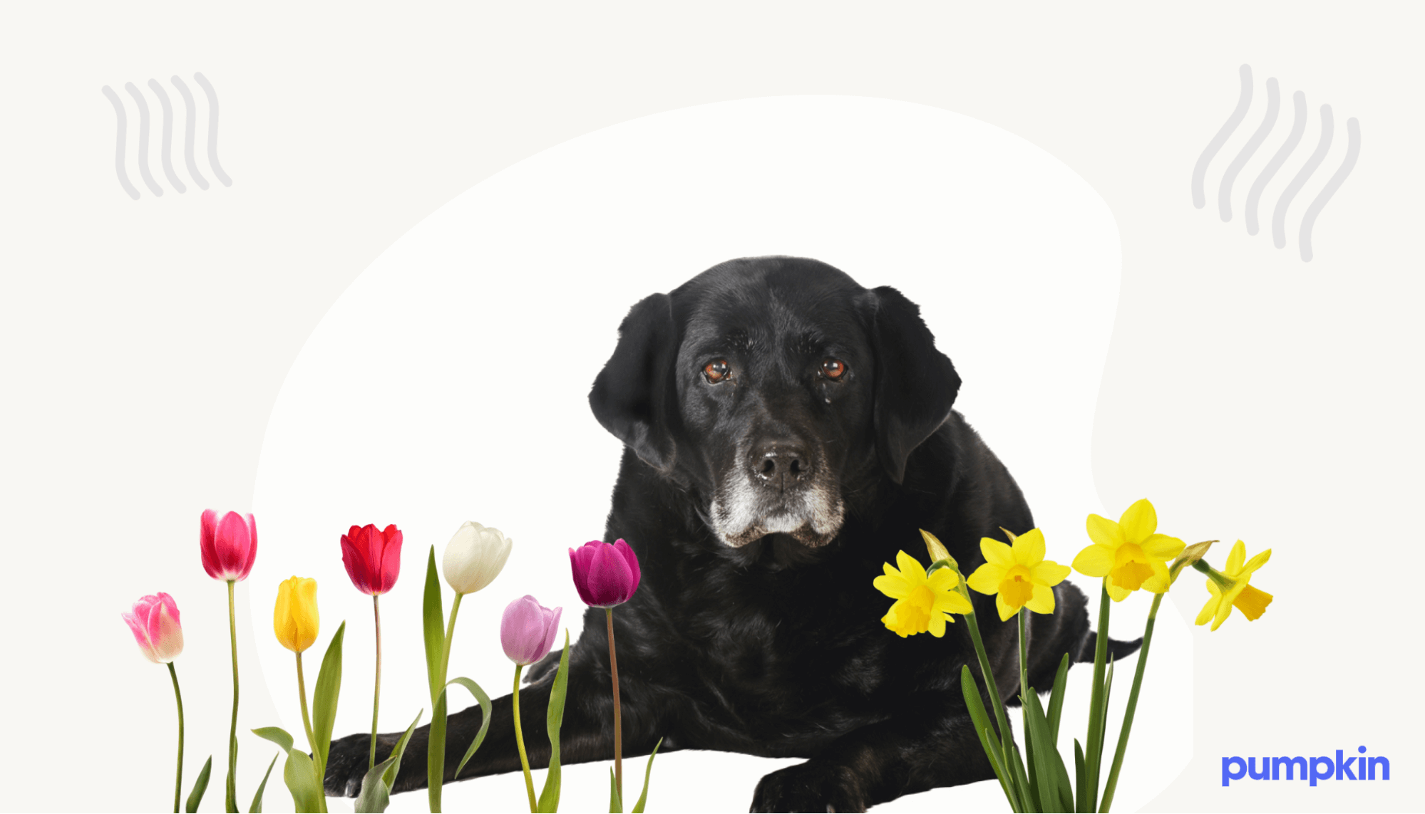 Dog with asthma triggers