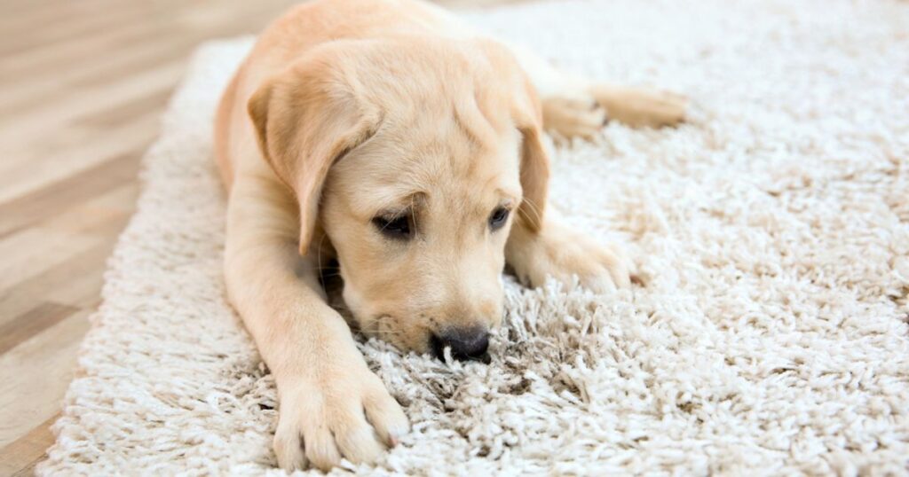 Yellow Lab Puppy snuggling in a freshly cleaned carpet.