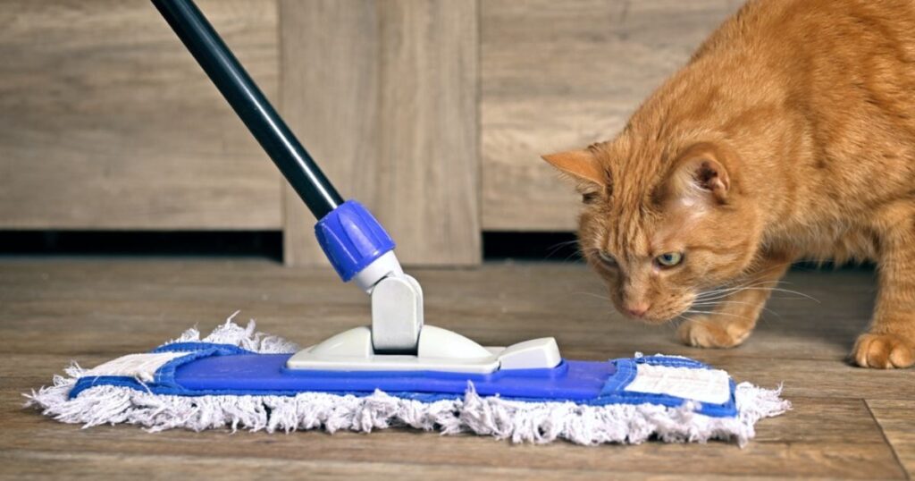 Orange tabby cat observing mop that is cleaning the floor with a pet safe cleaning product.