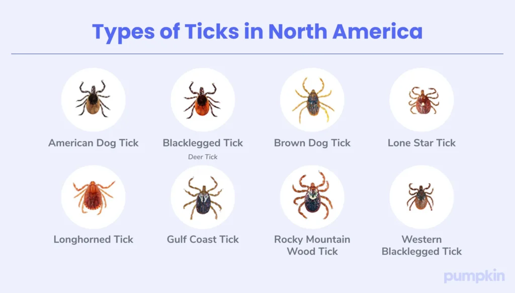 Types of Ticks in North America - American Dog Tick, Blacklegged Tick Deer Tick, Brown Dog Tick, Lone Star Tick, Longhorned Tick, Gulf Coast Tick, Rocky Mountain Wood Tick, Western Blacklegged Tick