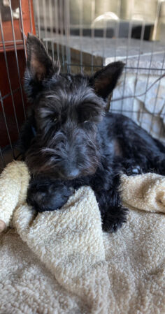 Argus, a small black Scottish terrier that is insured with Pumpkin Pet Insurance