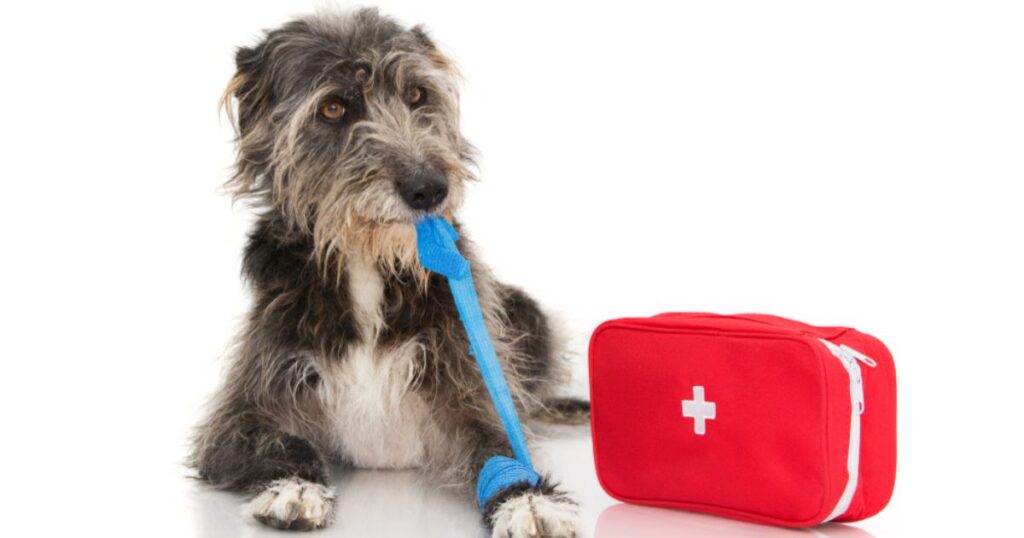 irish wolf hound performing first aid on its paw with a wrap and a dog first aid kit