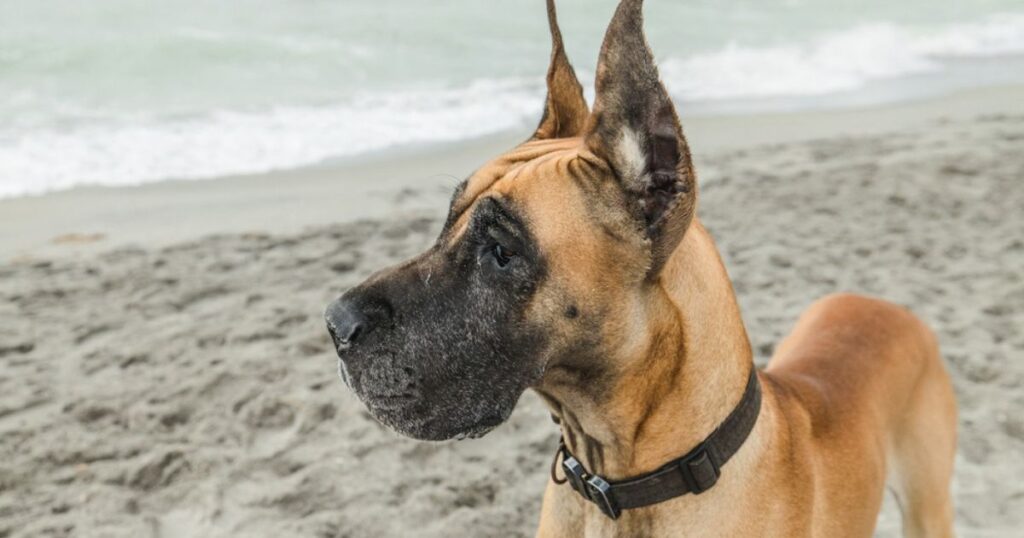 older fawn great dane at the beach