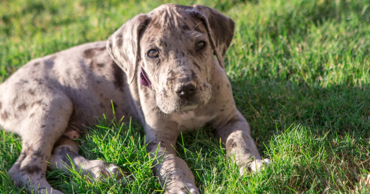 Merle great dane puppy sitting on grass