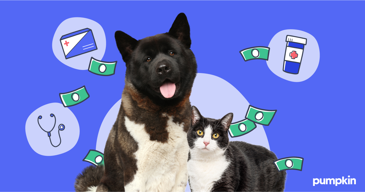 Black and white dog and cat with money raining down