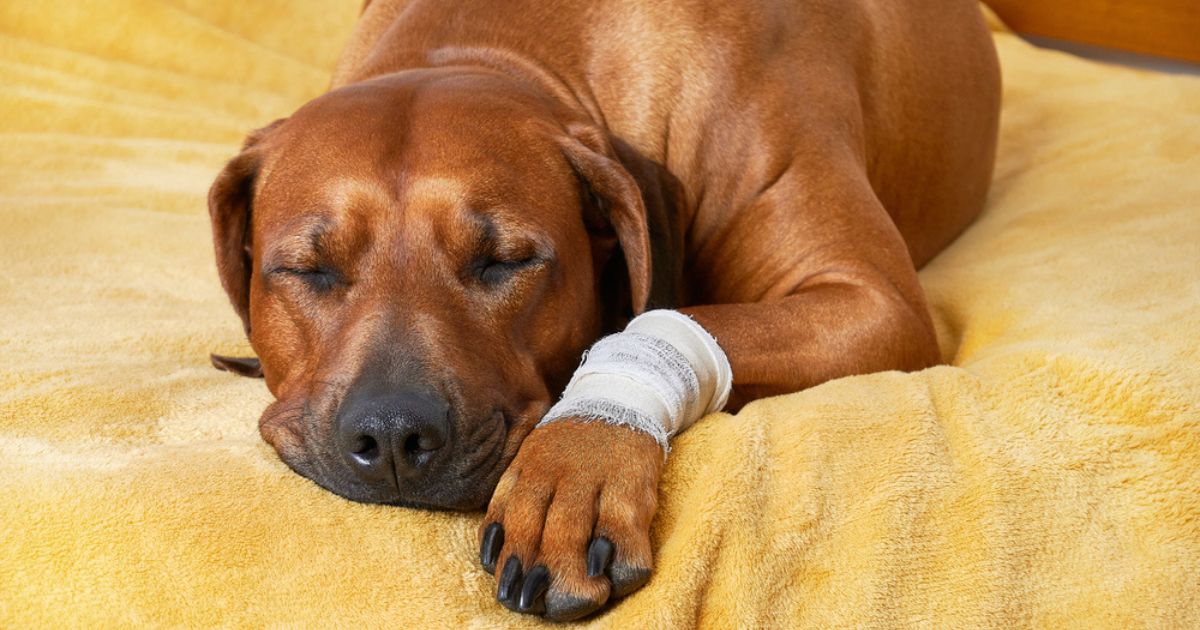 brown dog lying down with a bandaged paw