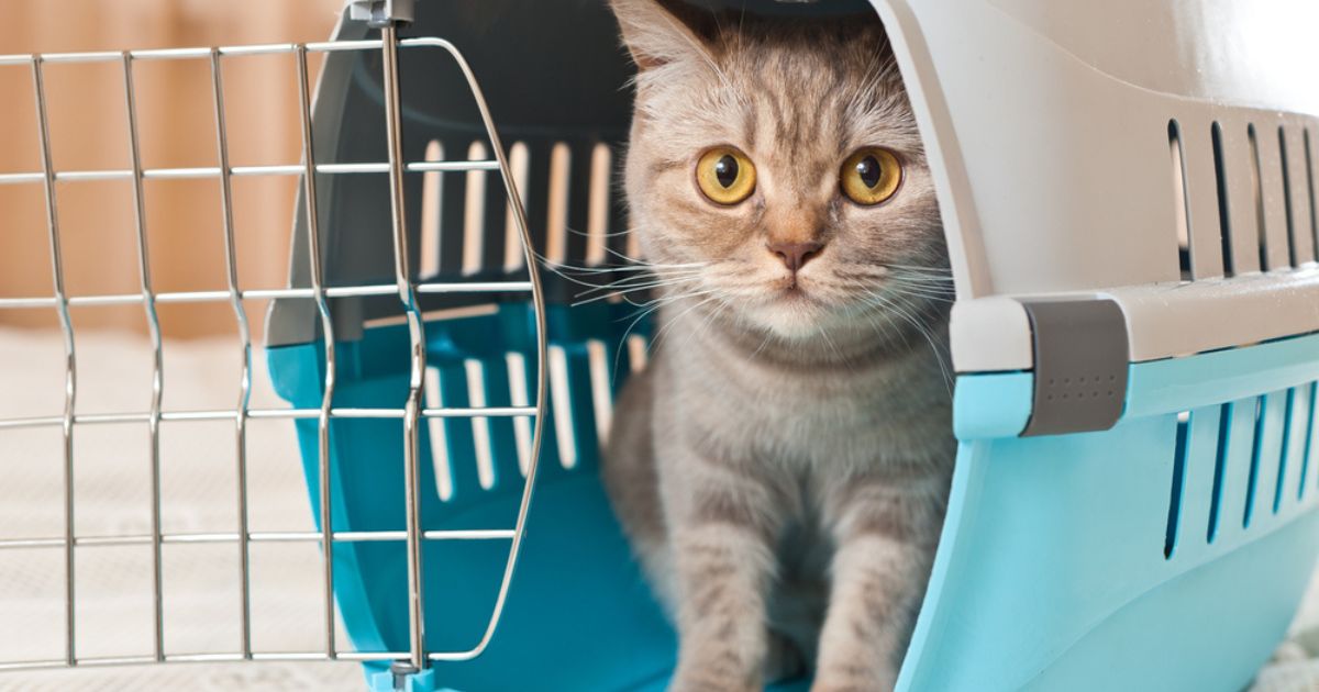 cat in pet carrier practicing emergency plan for disaster preparedness