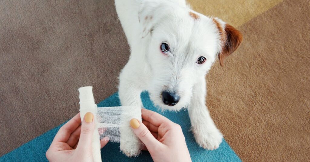 jack russell terrier dog getting first aid wrap on paw