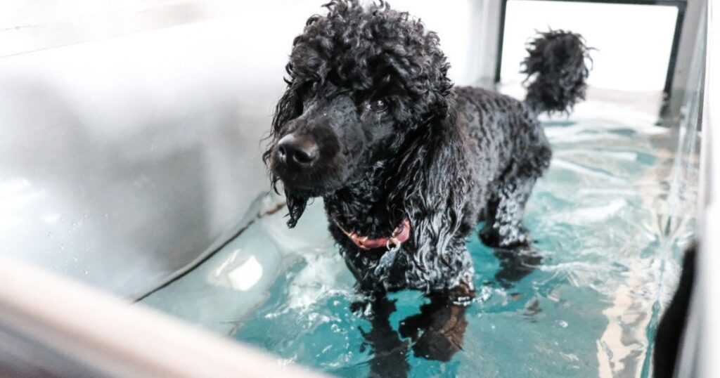 black standard poodle in a hydrotherapy tank exercising