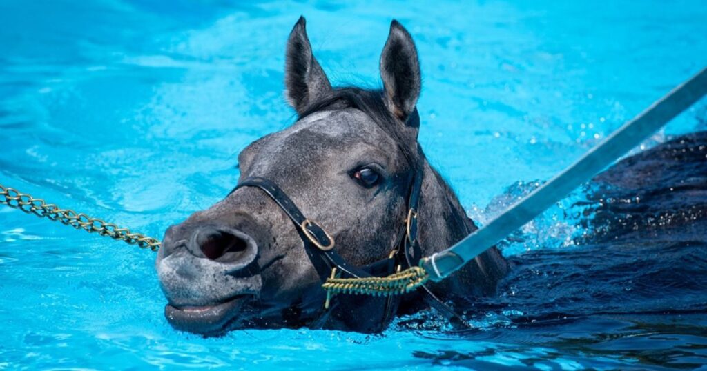 gray horse in a hydrotherapy pool swimming