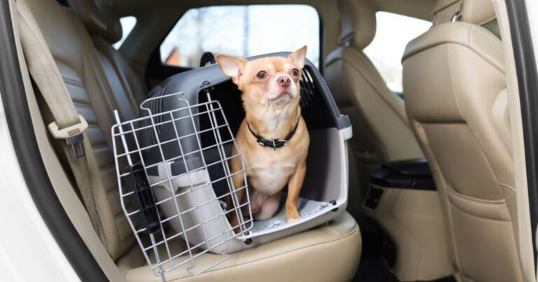 chihuahua in back seat of car in a carrier being evacuated because of an emergency
