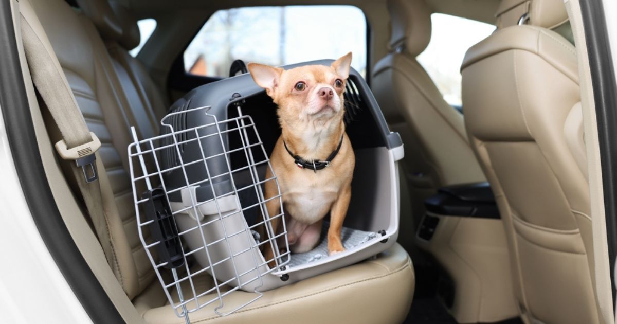 chihuahua in back seat of car in a carrier being evacuated because of an emergency
