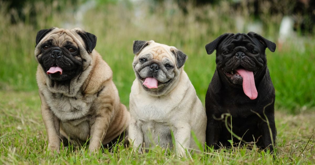 three pugs in a field, apricot, white, and black