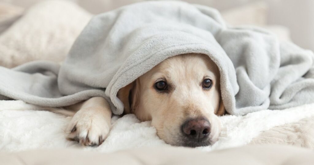 lab dog with upset stomach under blanket