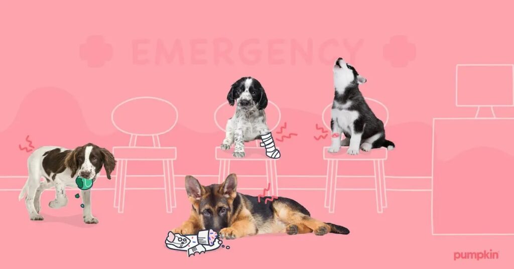 Puppies sitting in an emergency room at the vet.