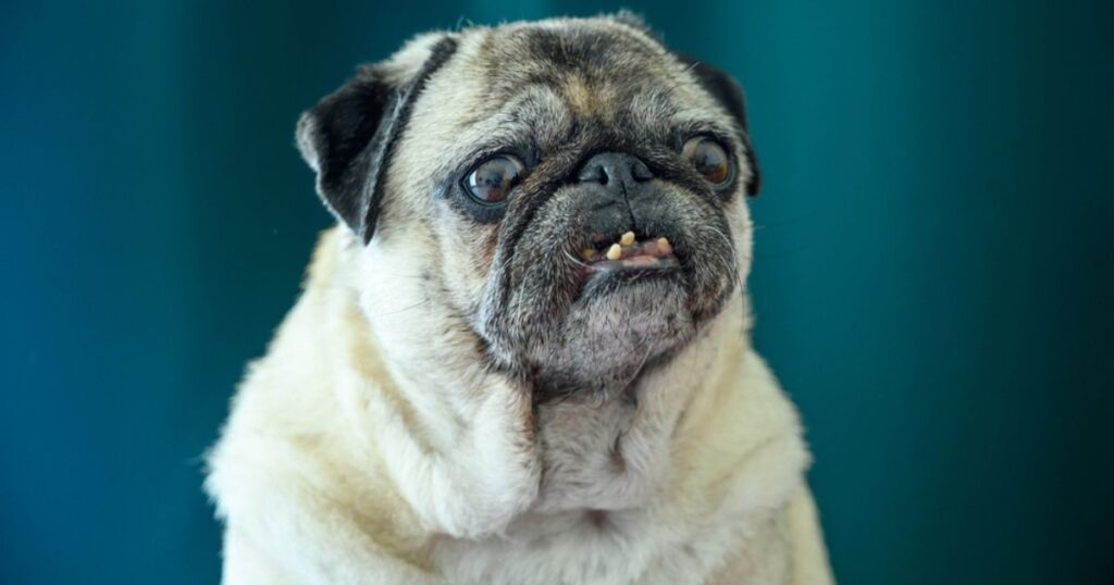 Older pug with crooked teeth