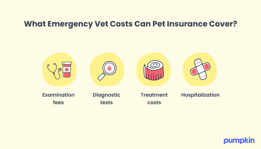 What Emergency Vet Costs Can Pet Insurance Cover? Examination Fees, Diagnostic tests, treatment costs, hospitalization