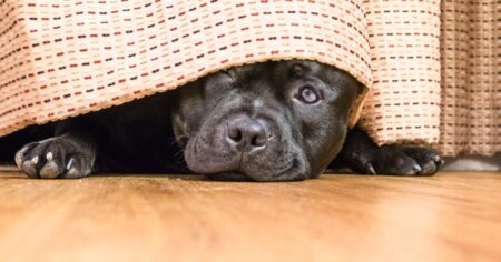 Black pitbull mix hiding from fireworks