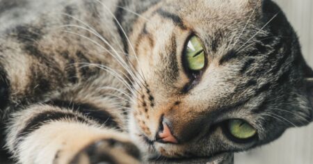 domestic shorthair cat with sultry green eyes