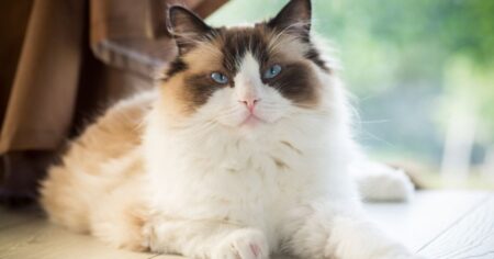 ragdoll sitting on its belly
