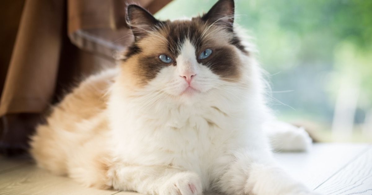 ragdoll sitting on its belly