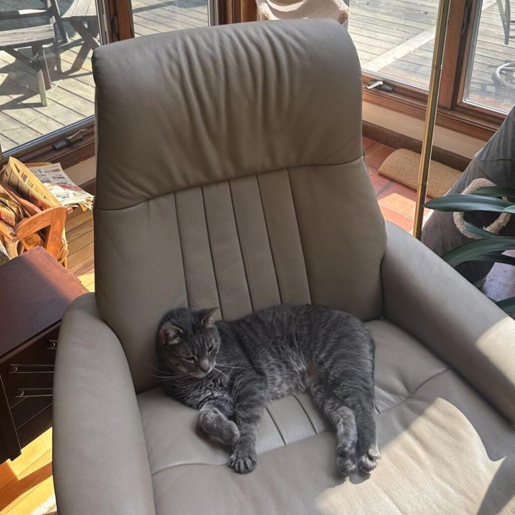Picture of Blue the Gray Tabby