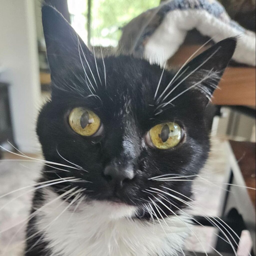 Picture of Gypsy the Senior Tuxedo Cat-bassador