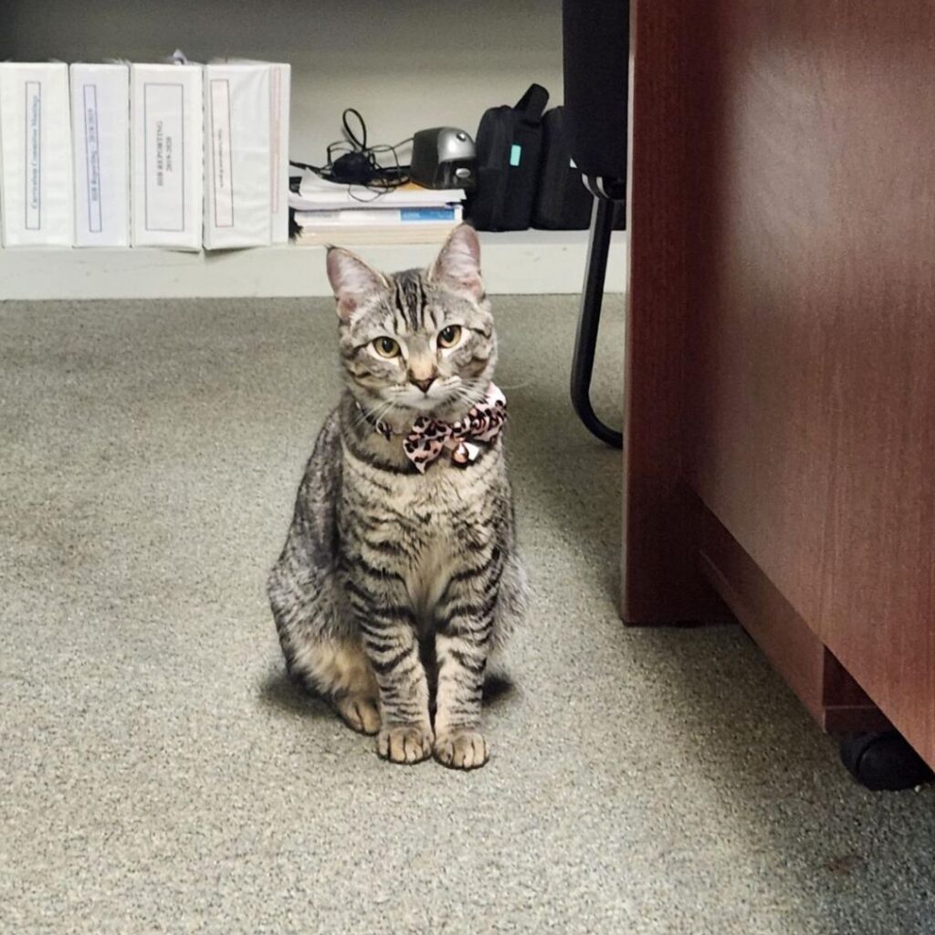 Picture of Luna the Brown Tabby Service Cat