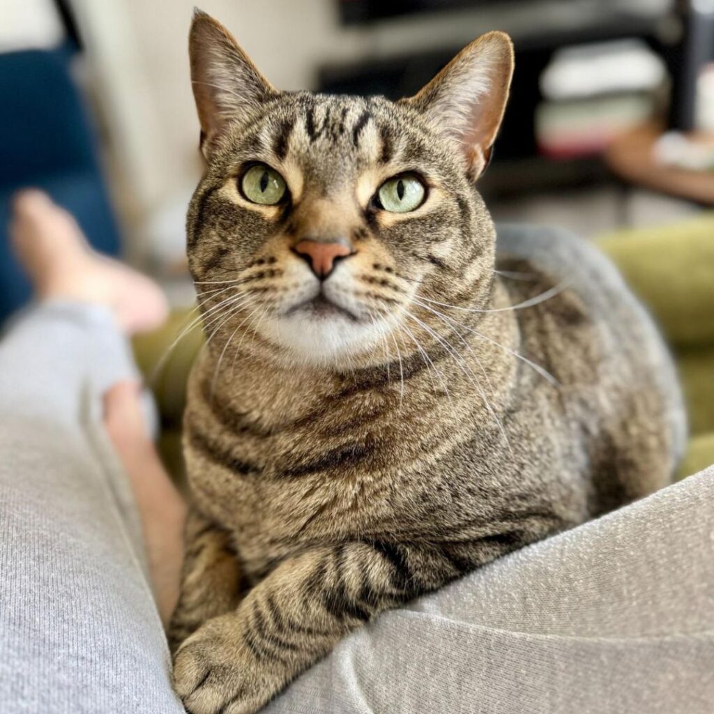 Picture of Pickle the Brown Tabby Purr-acle!