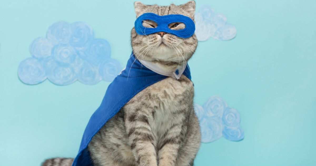 gray cat looking heroic in a cape and mask