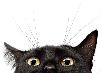 black-cat-cropped