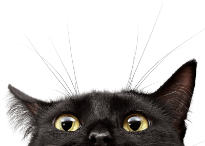 black-cat-cropped black-cat-cropped