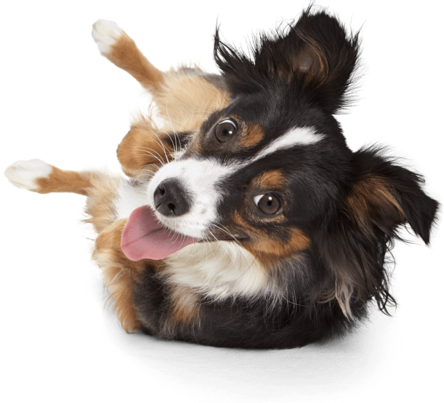 for-dogs-1x for-dogs-1x